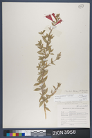 Herbarium Specimen Sheet 3958