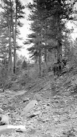 Park ranger on a horse beneath ponderosa pine trees on the East Rim Trail in Bull Hollow.