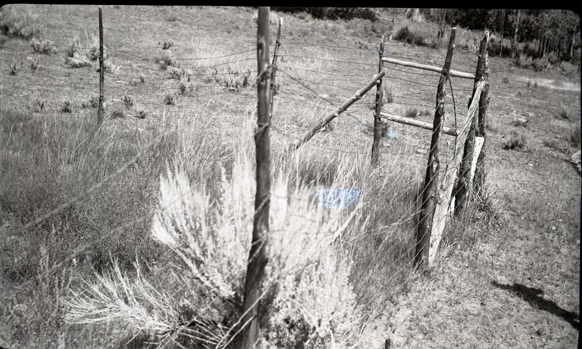 Fenced plot, upper Potato Hollow.