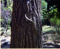 Color Photo of snake on tree.