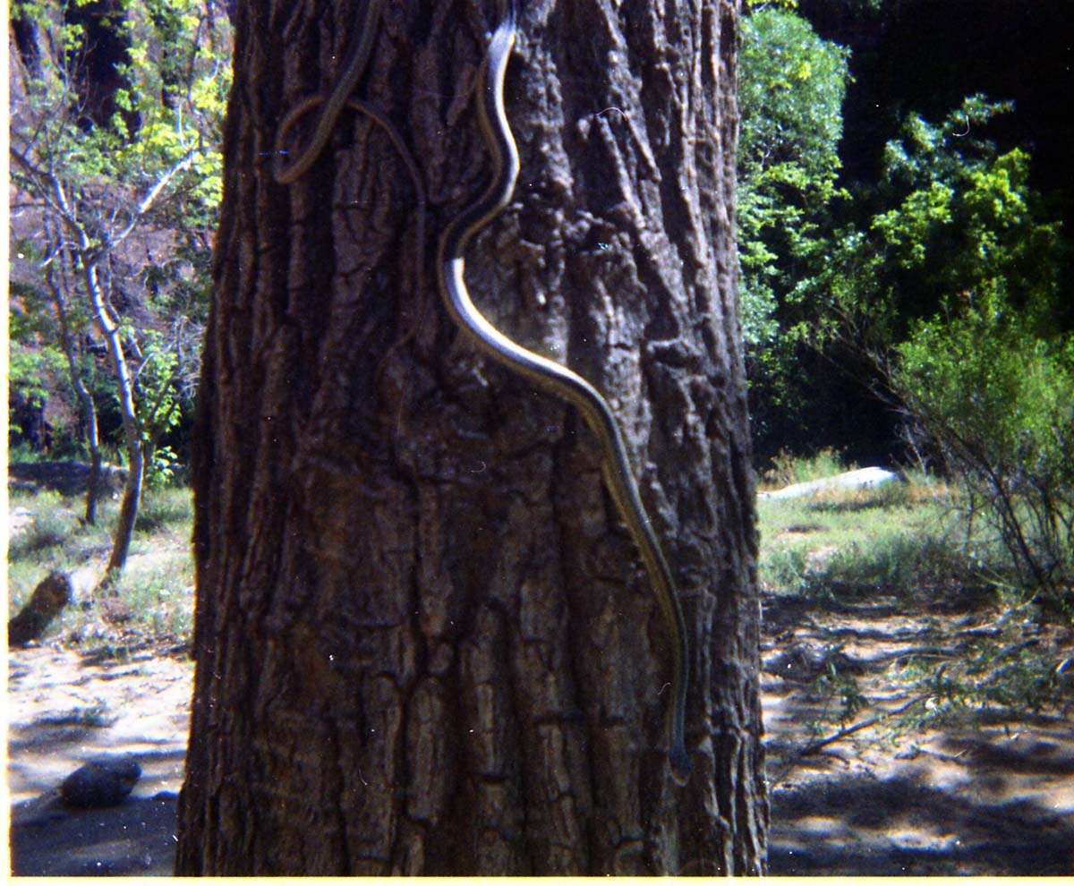 Color Photo of snake on tree.