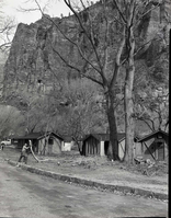 Tree pruning crew at work in cottonwood trees at Zion Lodge removing dangerous branches, diseased tree parts.