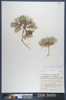 Herbarium Specimen Sheet 5000