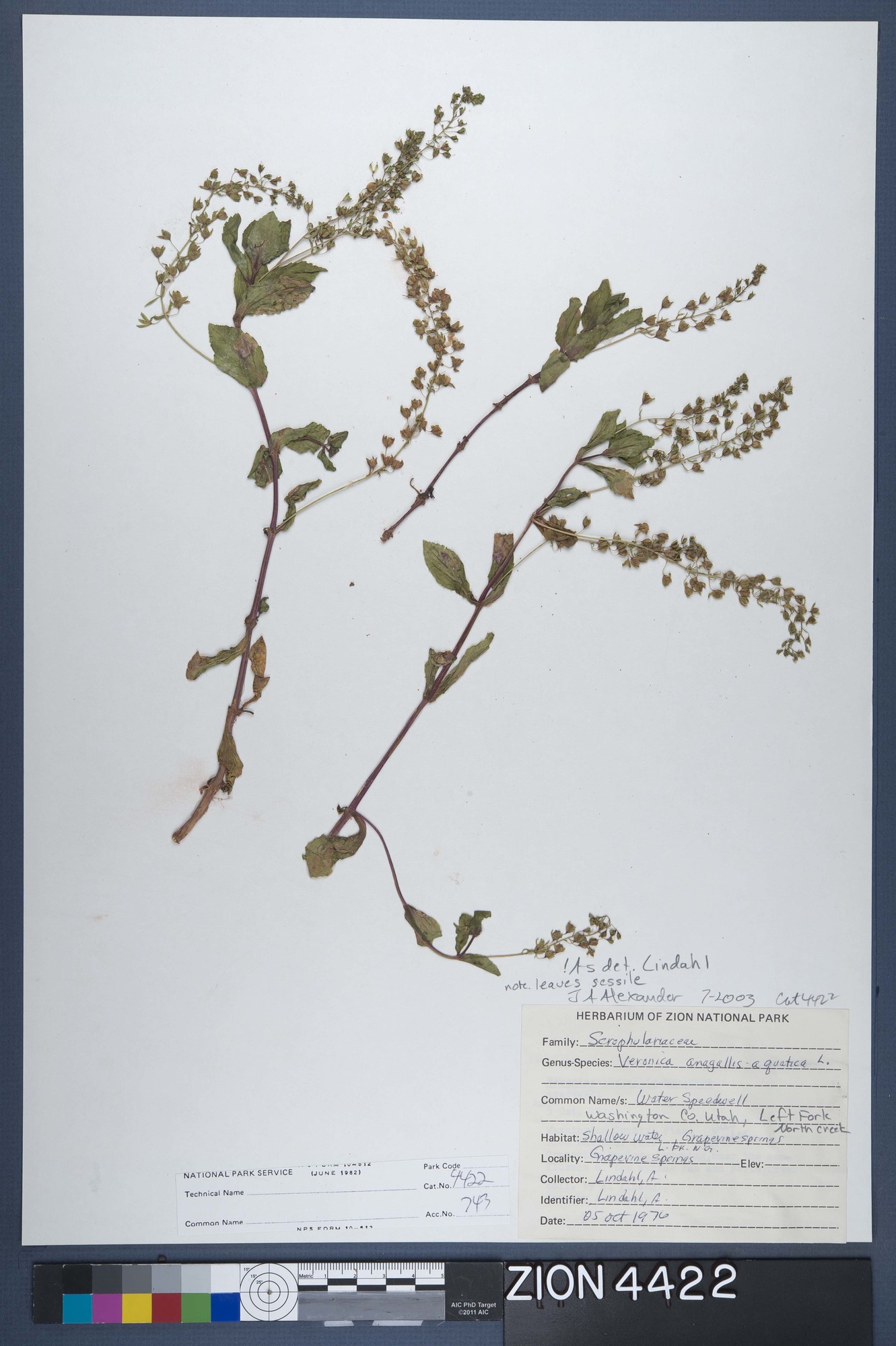Herbarium Specimen Sheet 4422