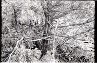 BW photo of the 1937 grazing study 35MM.