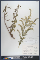 Herbarium Specimen Sheet 4947