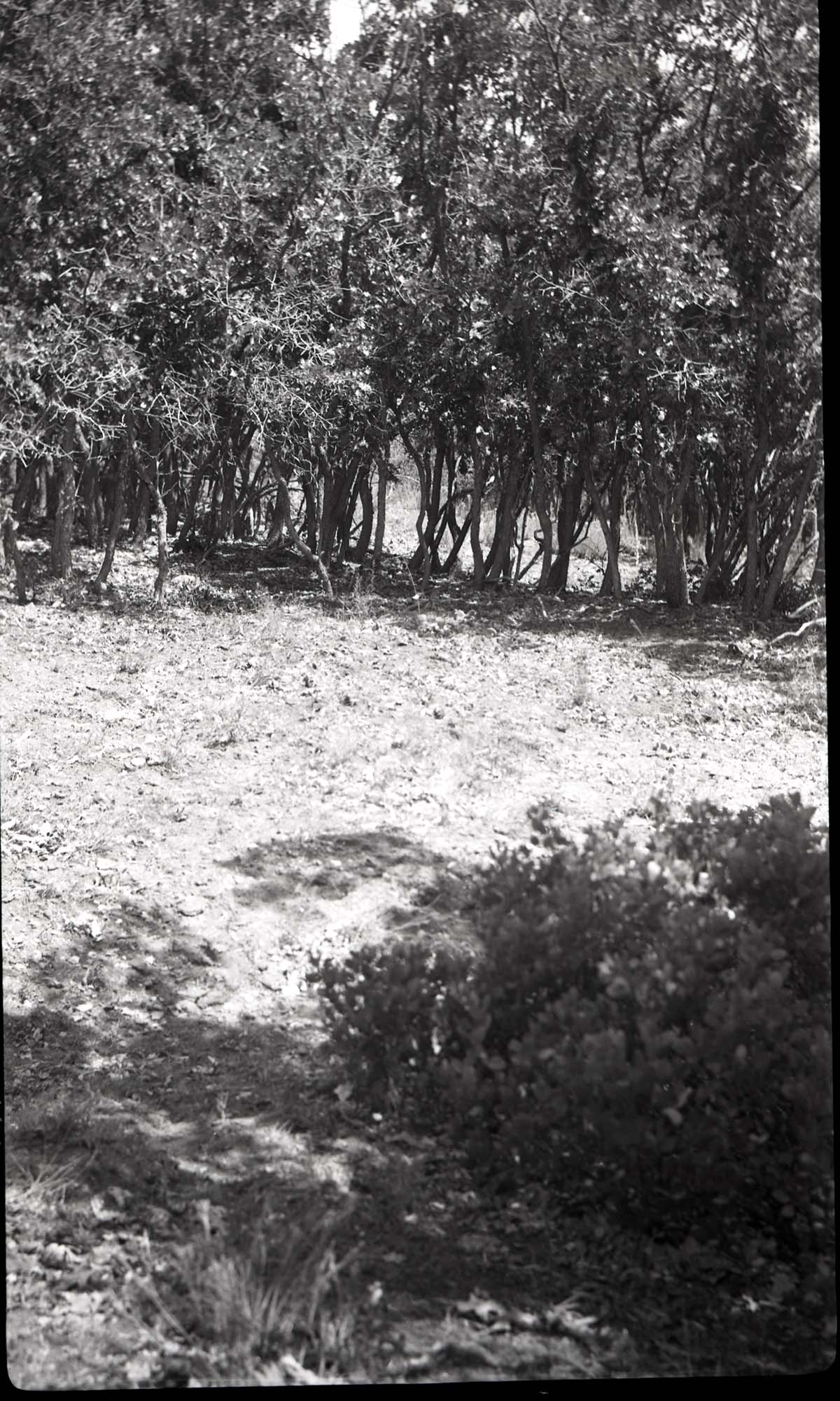 Browse line on oak, Corral Hollow.