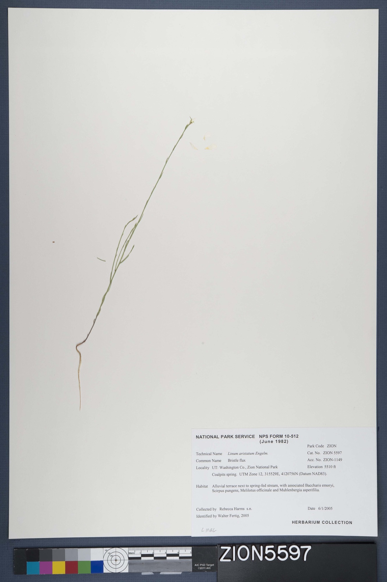 Herbarium Specimen Sheet 5597
