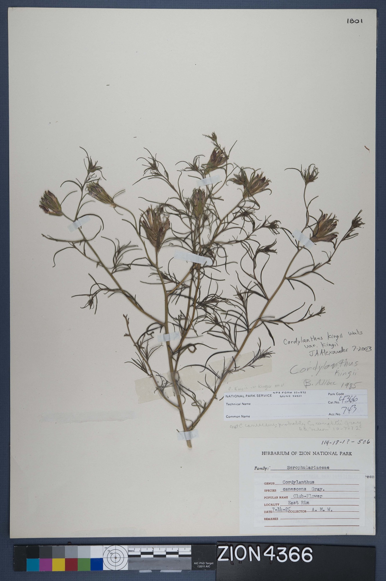 Herbarium Specimen Sheet 4366