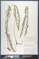 Herbarium Specimen Sheet 4627