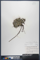 Herbarium Specimen Sheet 3497