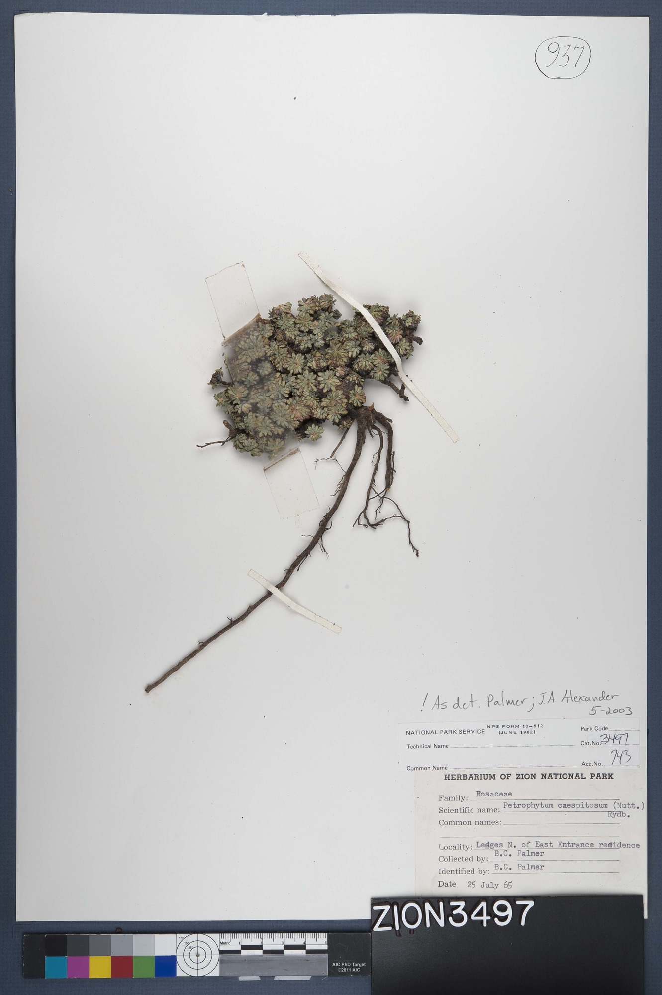Herbarium Specimen Sheet 3497