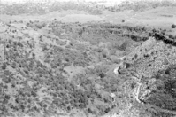 BW photo of the 1937 grazing study 35MM. Photo of road into Lee Spring.