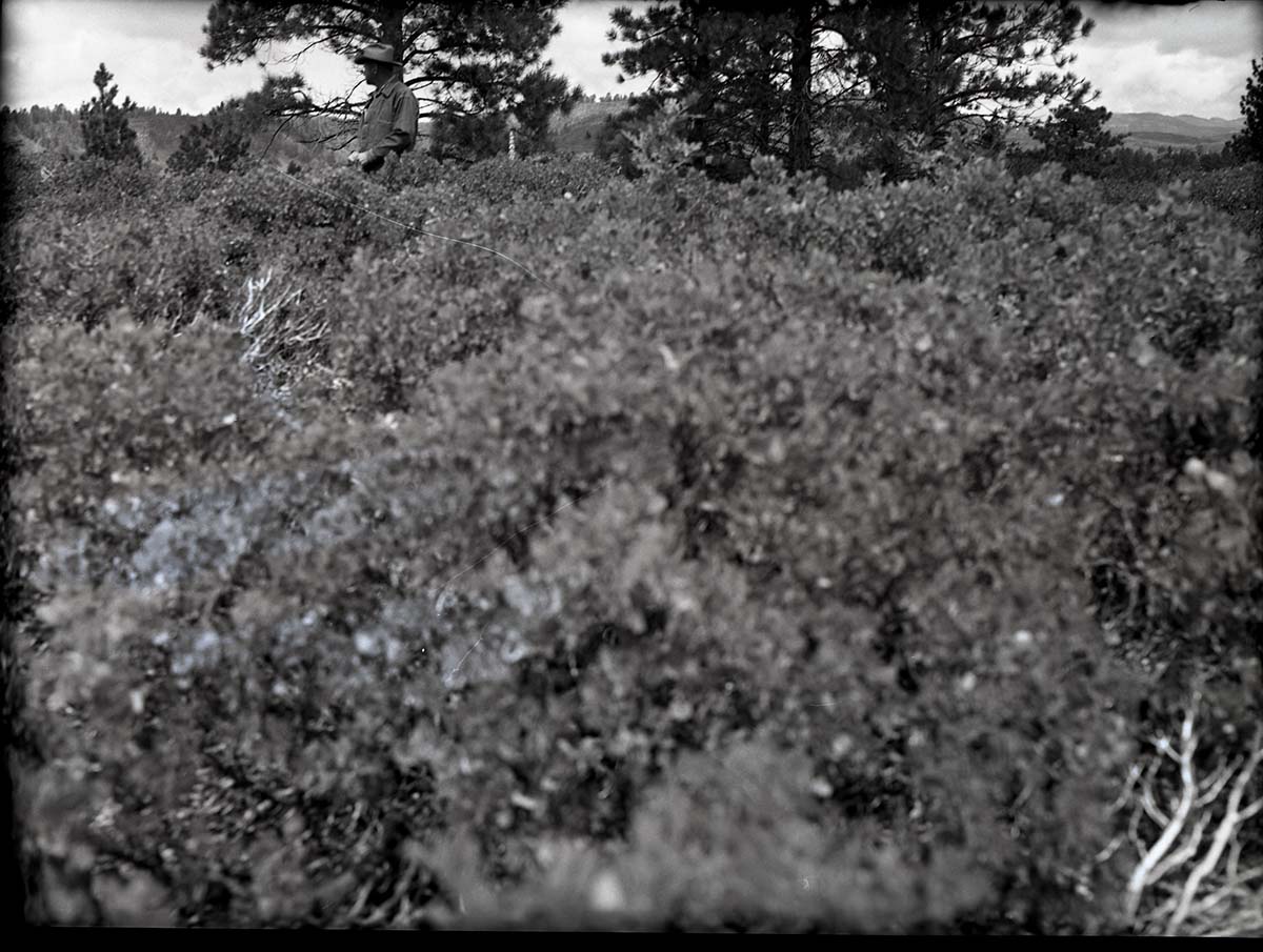 Langston ridge land. (Similar conditions exist on Spendlove property). A dense stand of ungrazed manzanita.