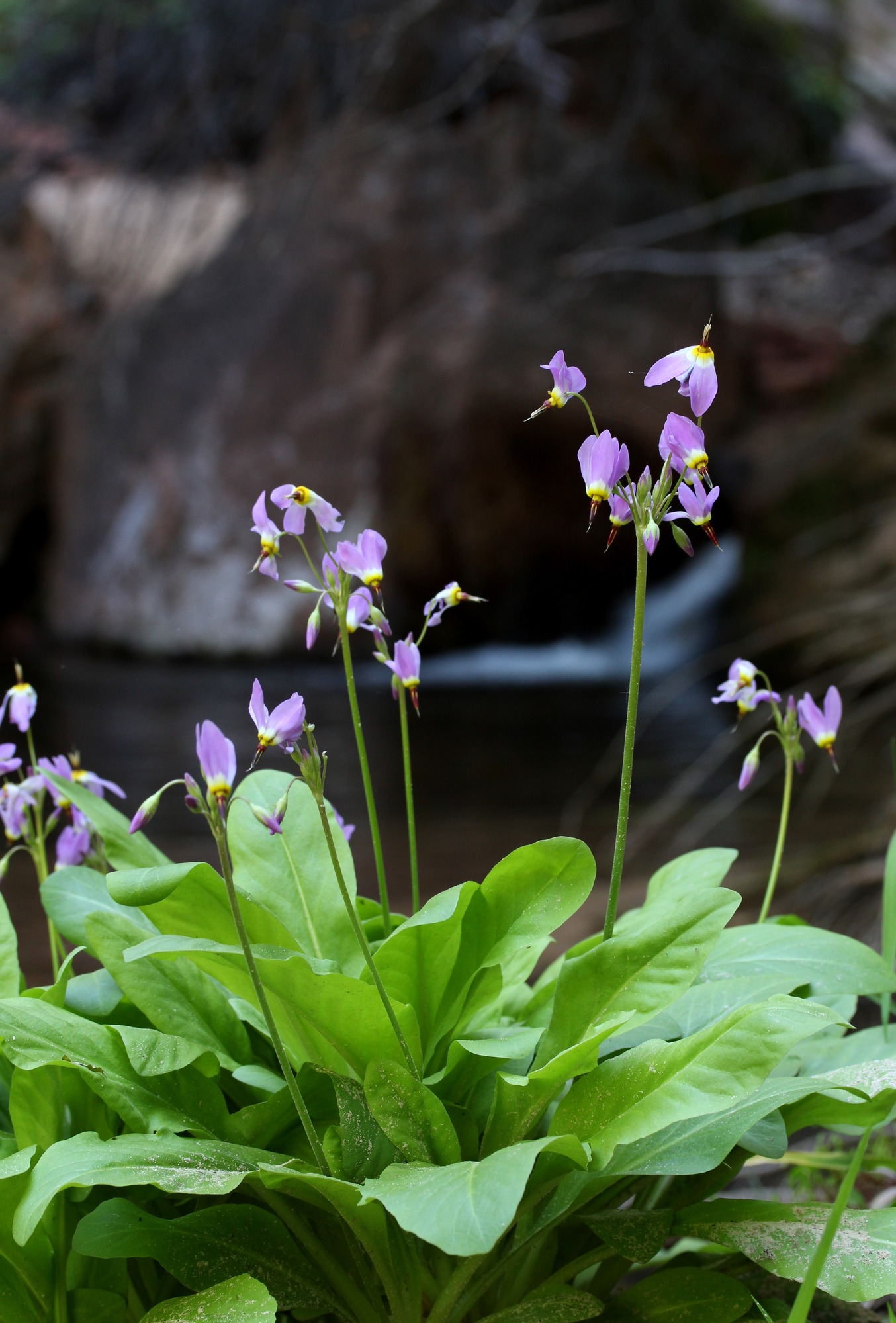 Dodecatheon pulchellum, Zion shooting-star