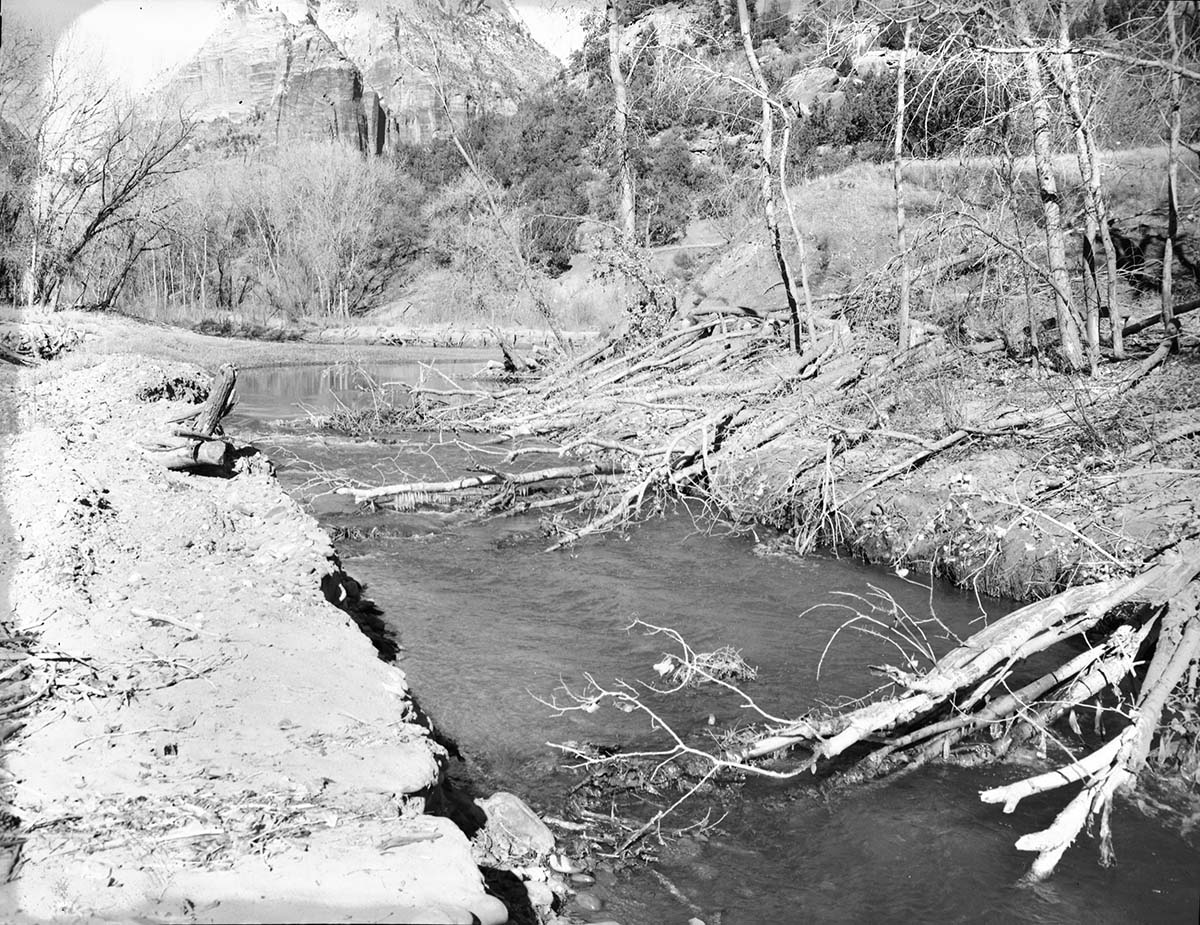 Cottonwood trees cut down by beaver near mouth of Birch Creek.