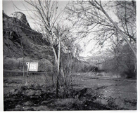 BW photos of trees. Ice shed in background.