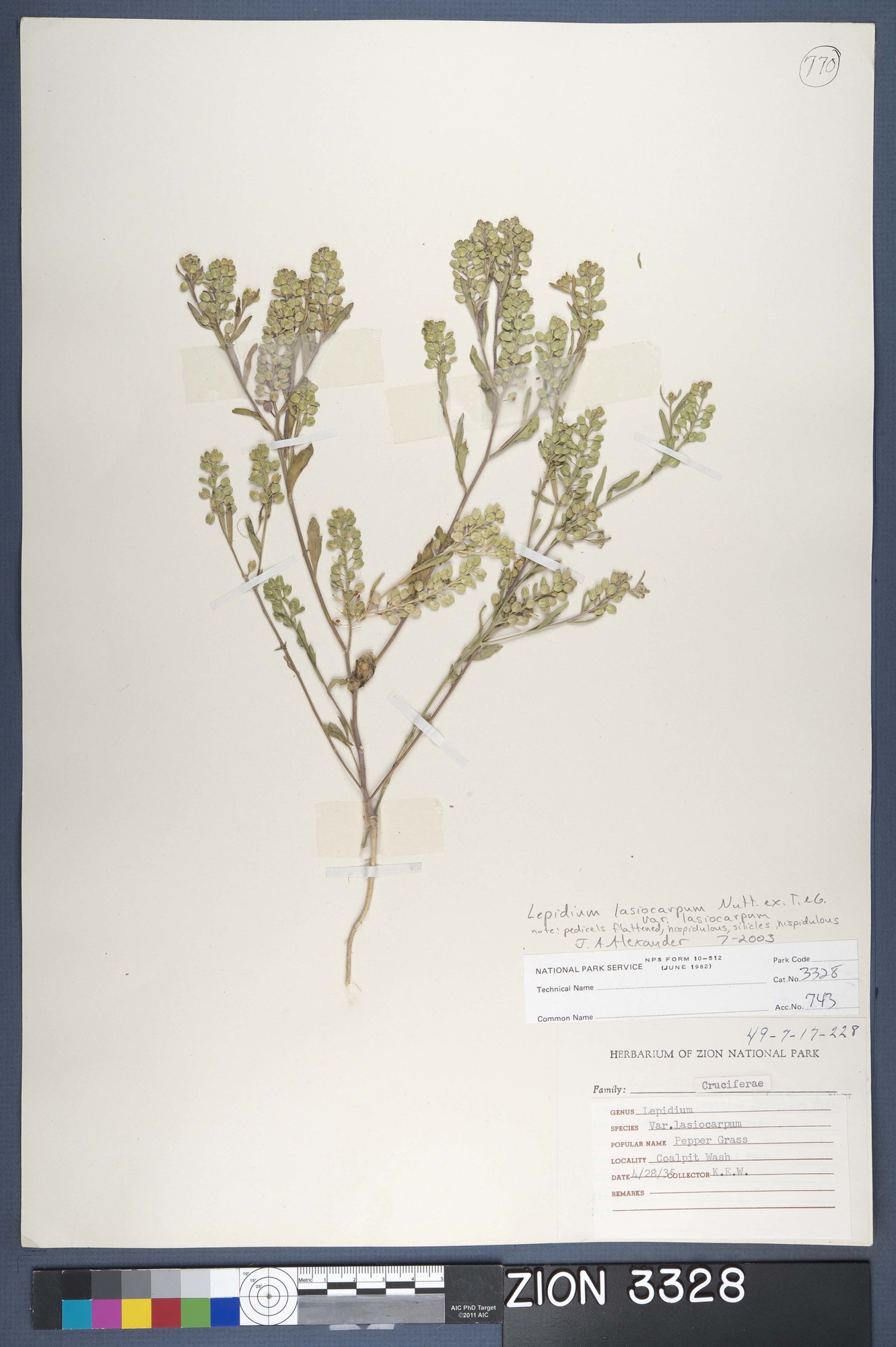 Herbarium Specimen Sheet 3328