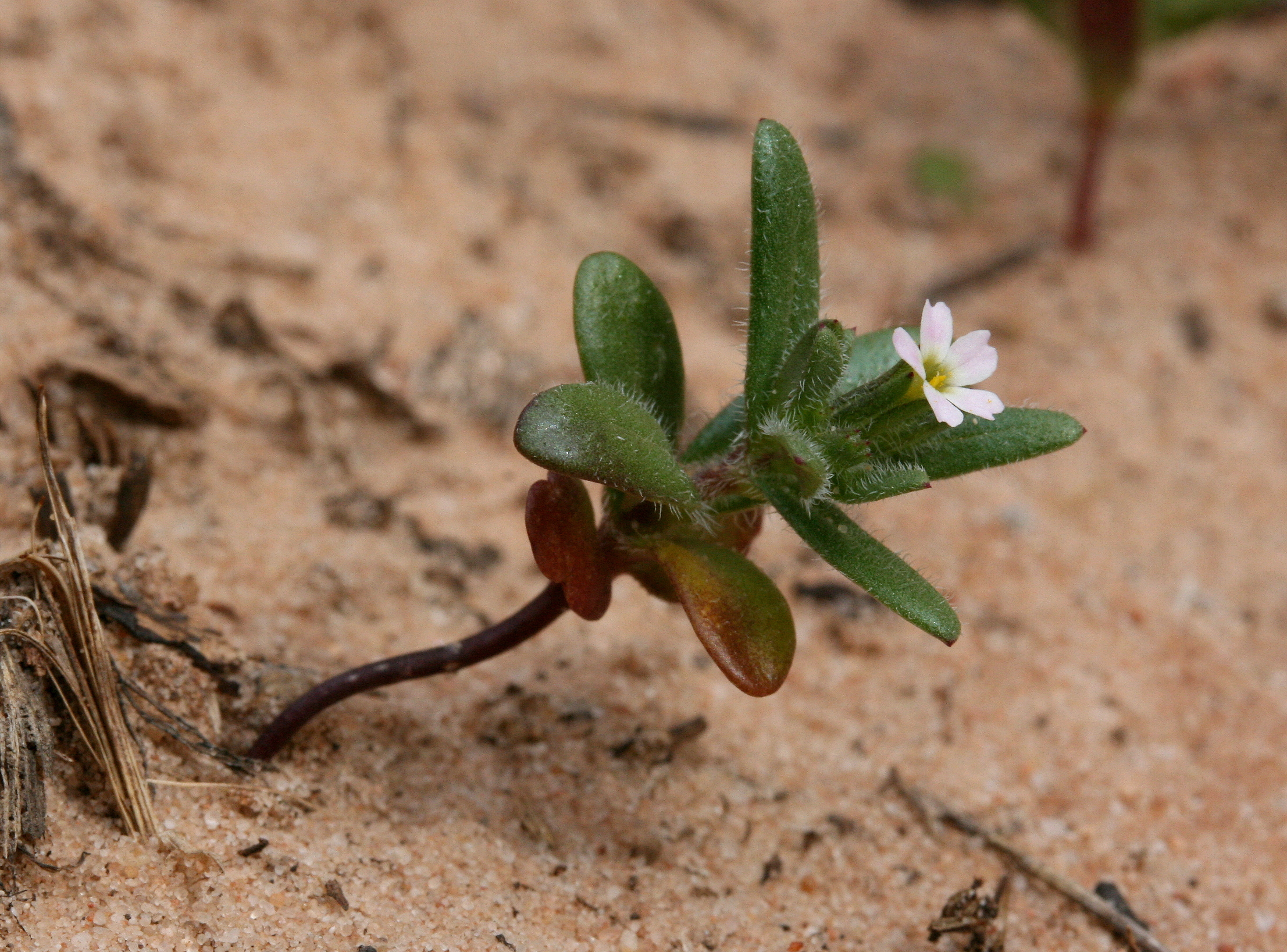 Microsteris gracilis, Slender phlox
