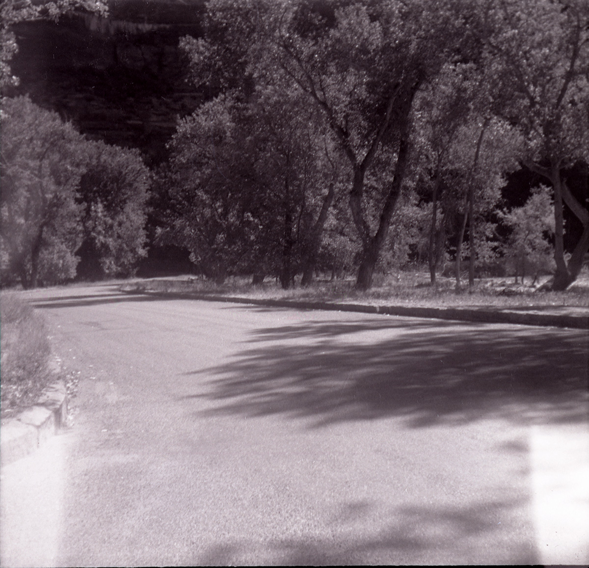 Road and trees along the scenic canyon drive near the Grotto.