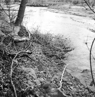 Beaver work along Virgin River near Weeping Rock southeast of Angels Landing. Fremont cottonwood.