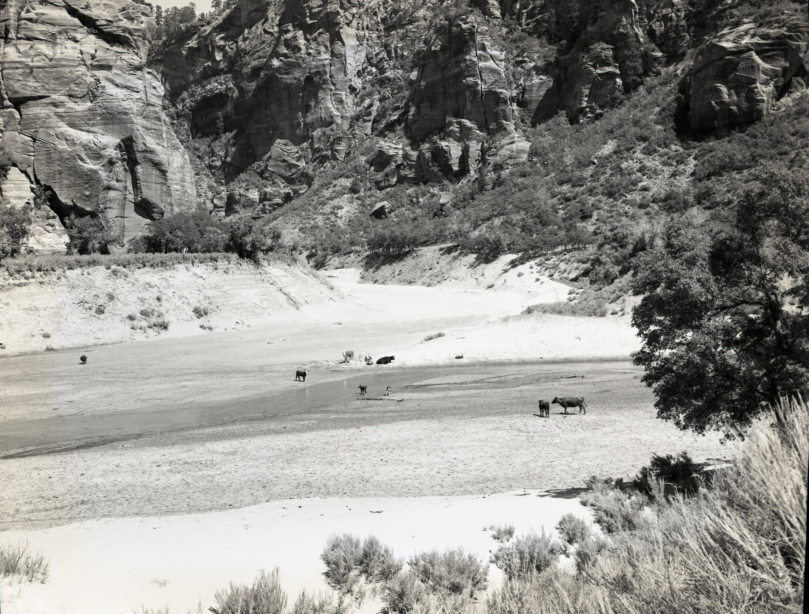 Irrigation in Hop Valley, improper land use and overgrazing to refute water diversion rights claim under grazing permit.