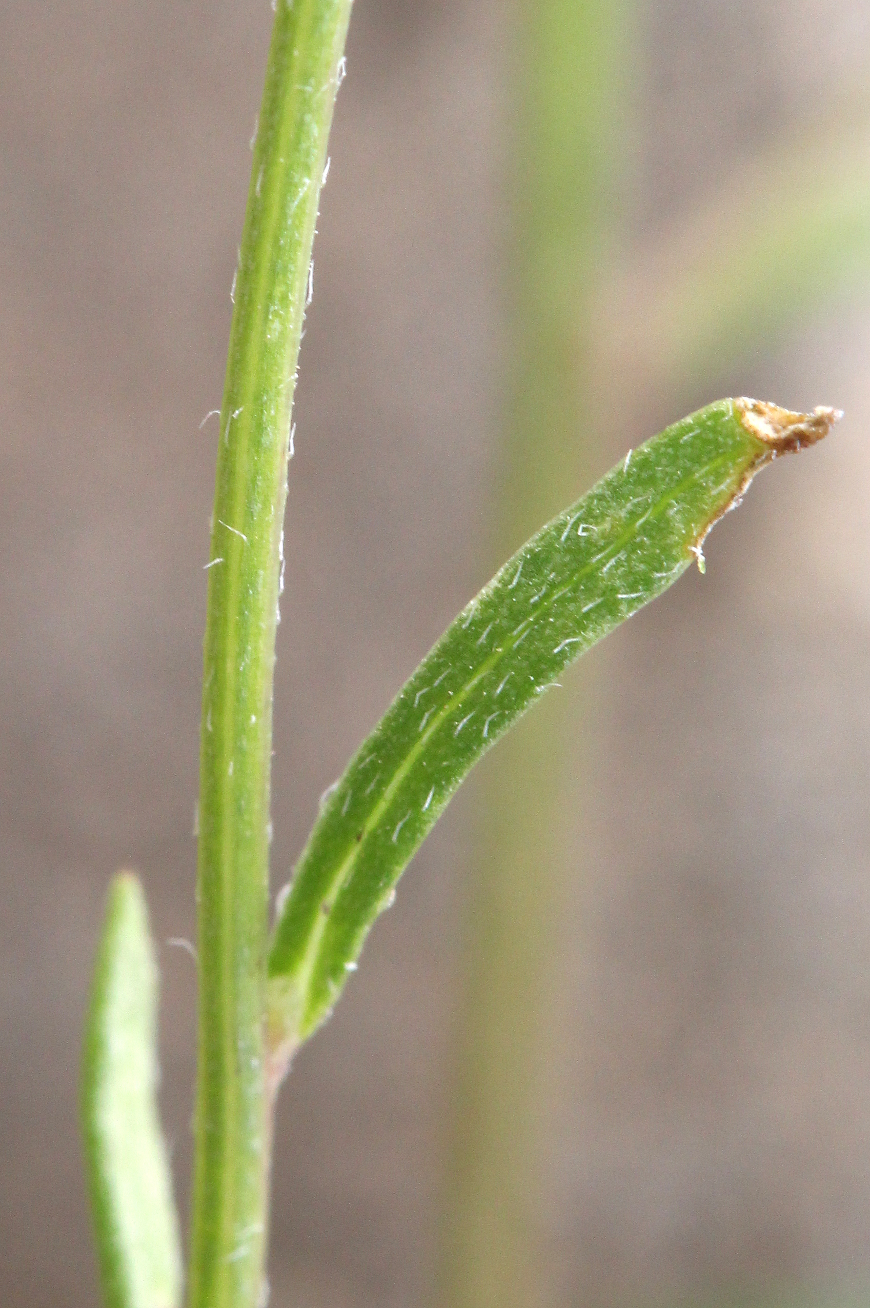 Erigeron religiosus, Religious daisy