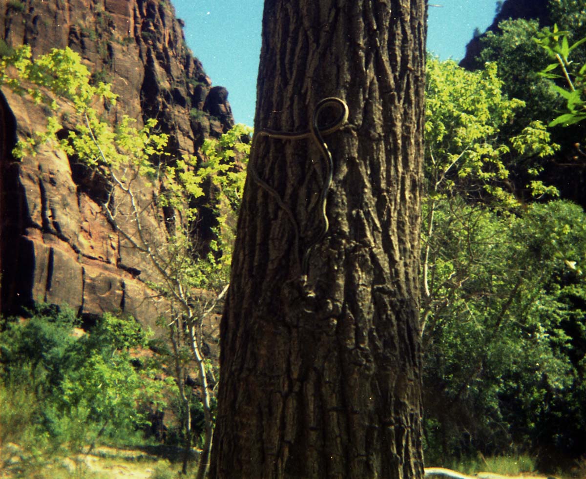 Color Photo of snake on tree.