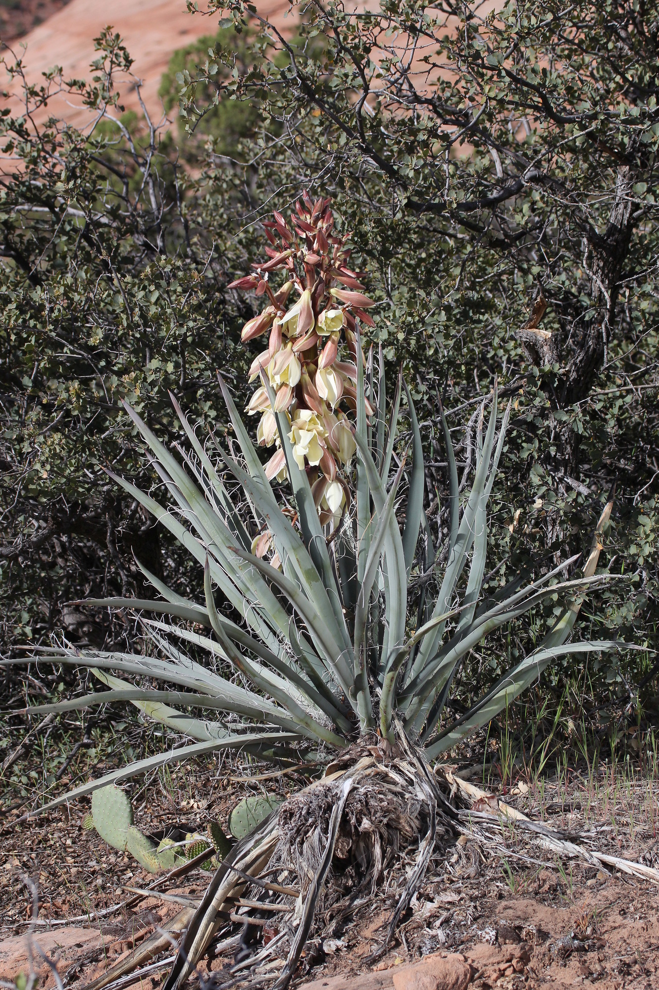 Yucca baccata, Datil yucca