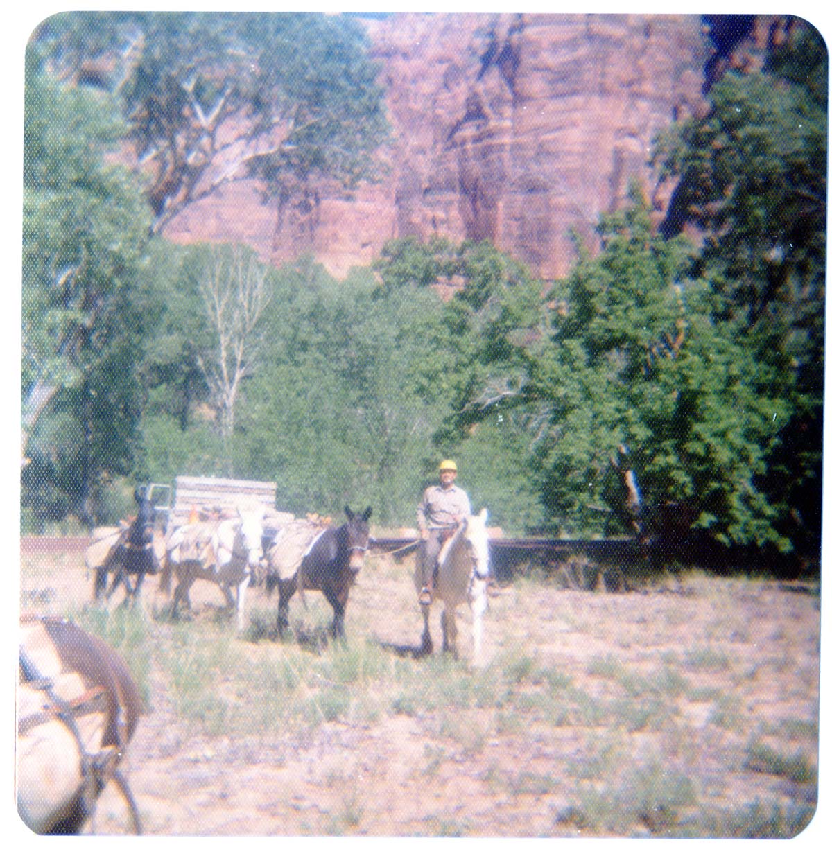 Horse pack-train heading for the East Rim for trail maintenance work.