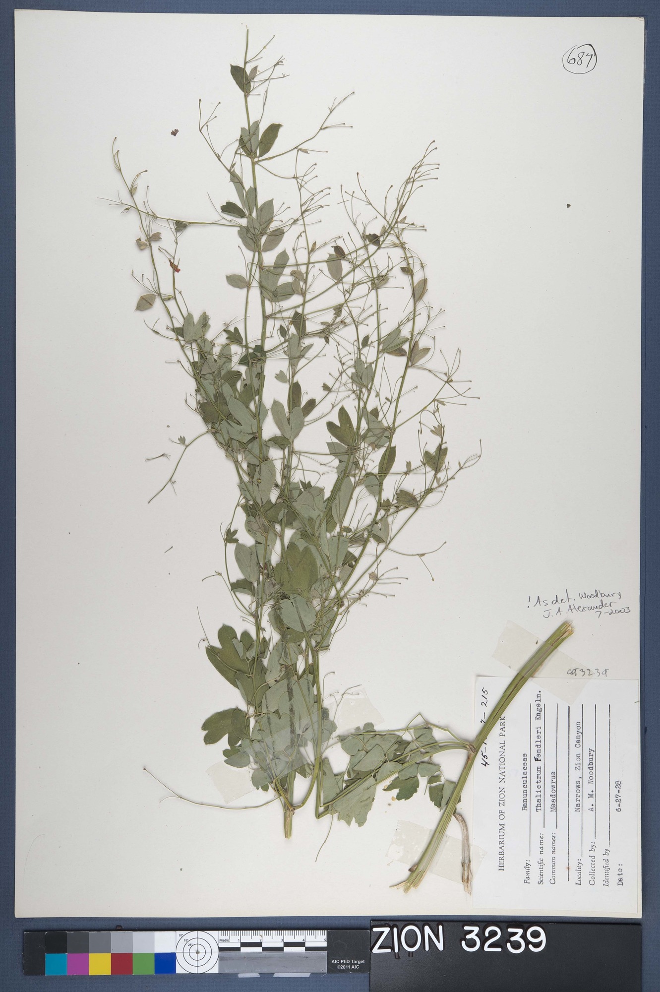 Herbarium Specimen Sheet 3239