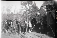 Worker with horses and maintenance equipment used on West Rim Trail construction at the ranger cabin and White Ledges.