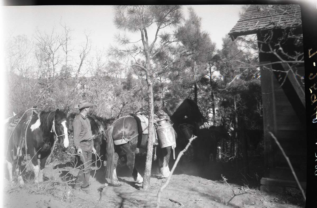 Worker with horses and maintenance equipment used on West Rim Trail construction at the ranger cabin and White Ledges.