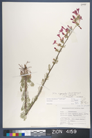 Herbarium Specimen Sheet 4159