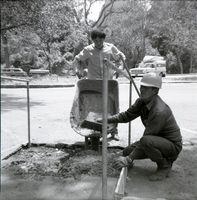Men using wheelbarrow for road work on the Great White Throne parking area.