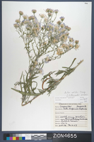 Herbarium Specimen Sheet 4655