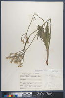 Herbarium Specimen Sheet 7115