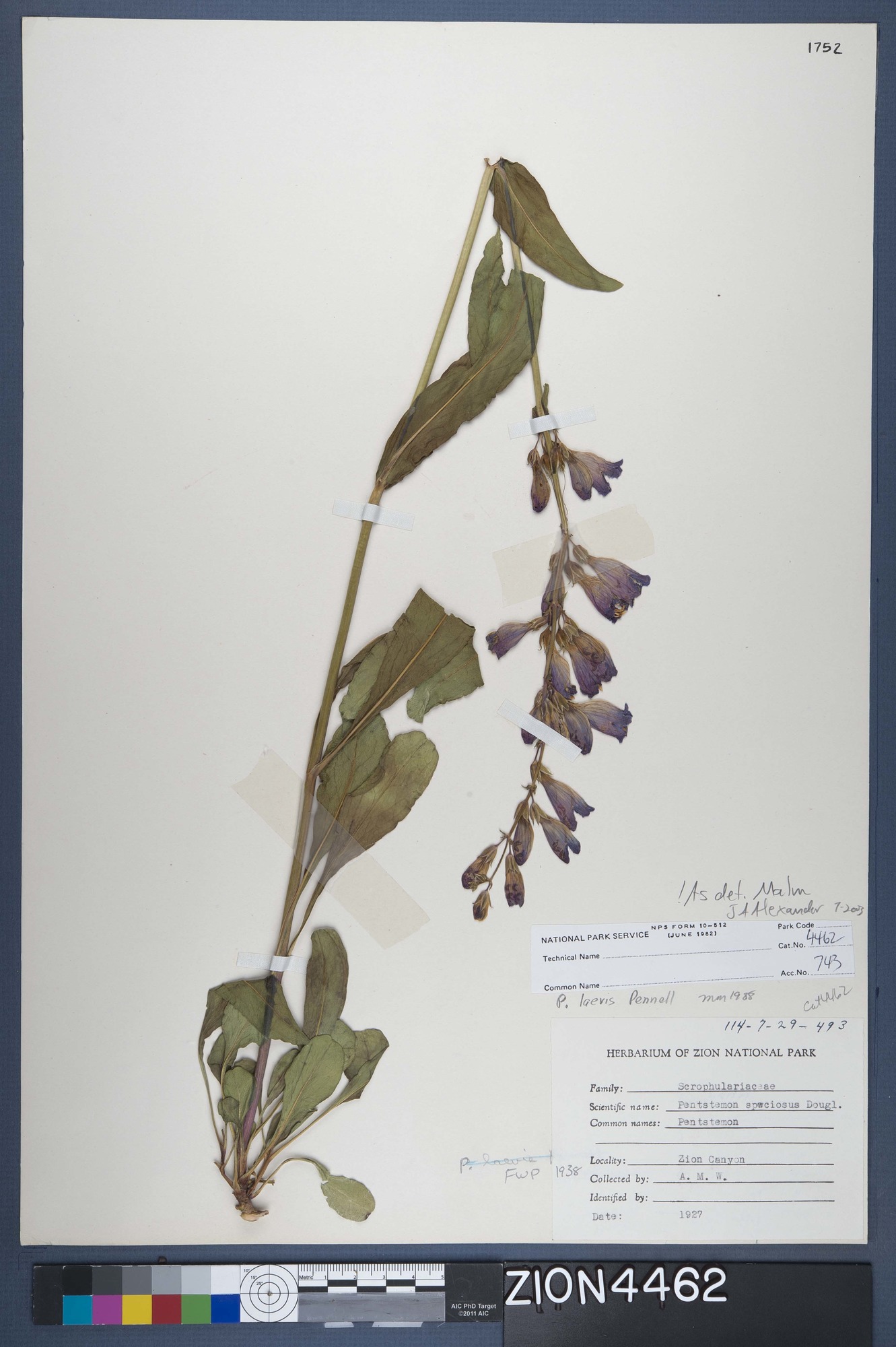 Herbarium Specimen Sheet 4462