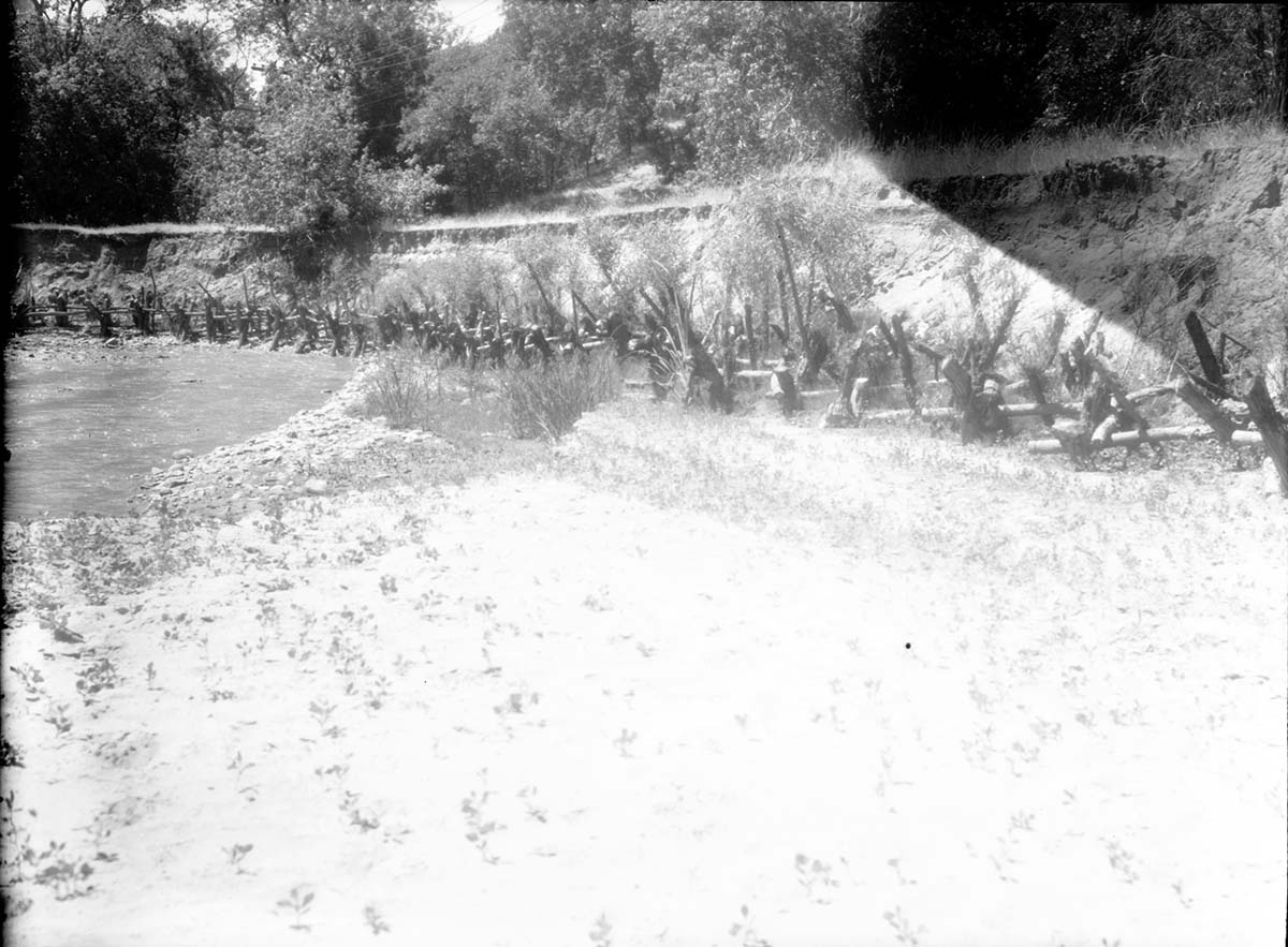 Willow 'spider' jetties, opposite Wiley camp drainage. Survival poor due to heavy deer browsing