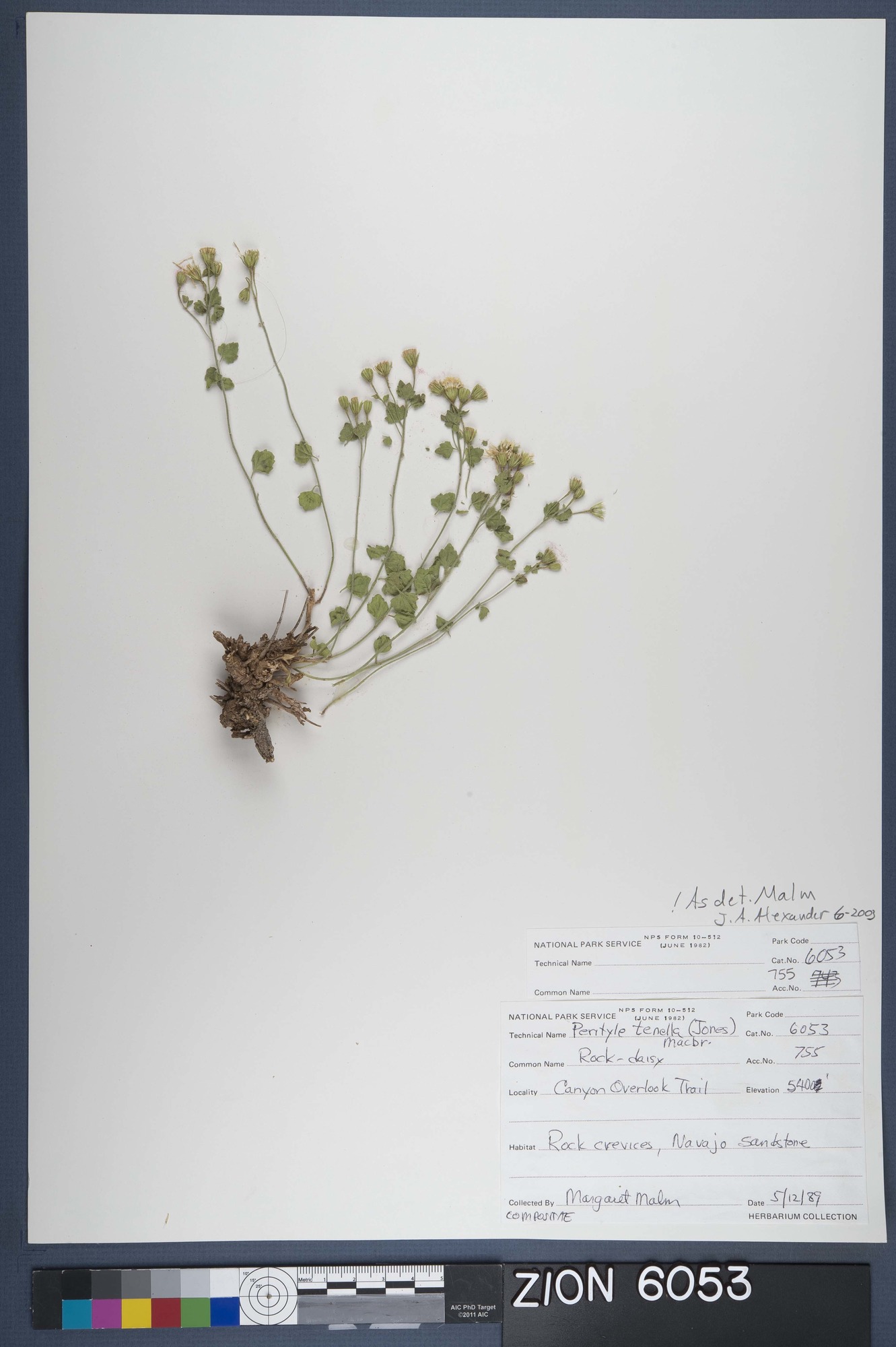 Herbarium Specimen Sheet 6053