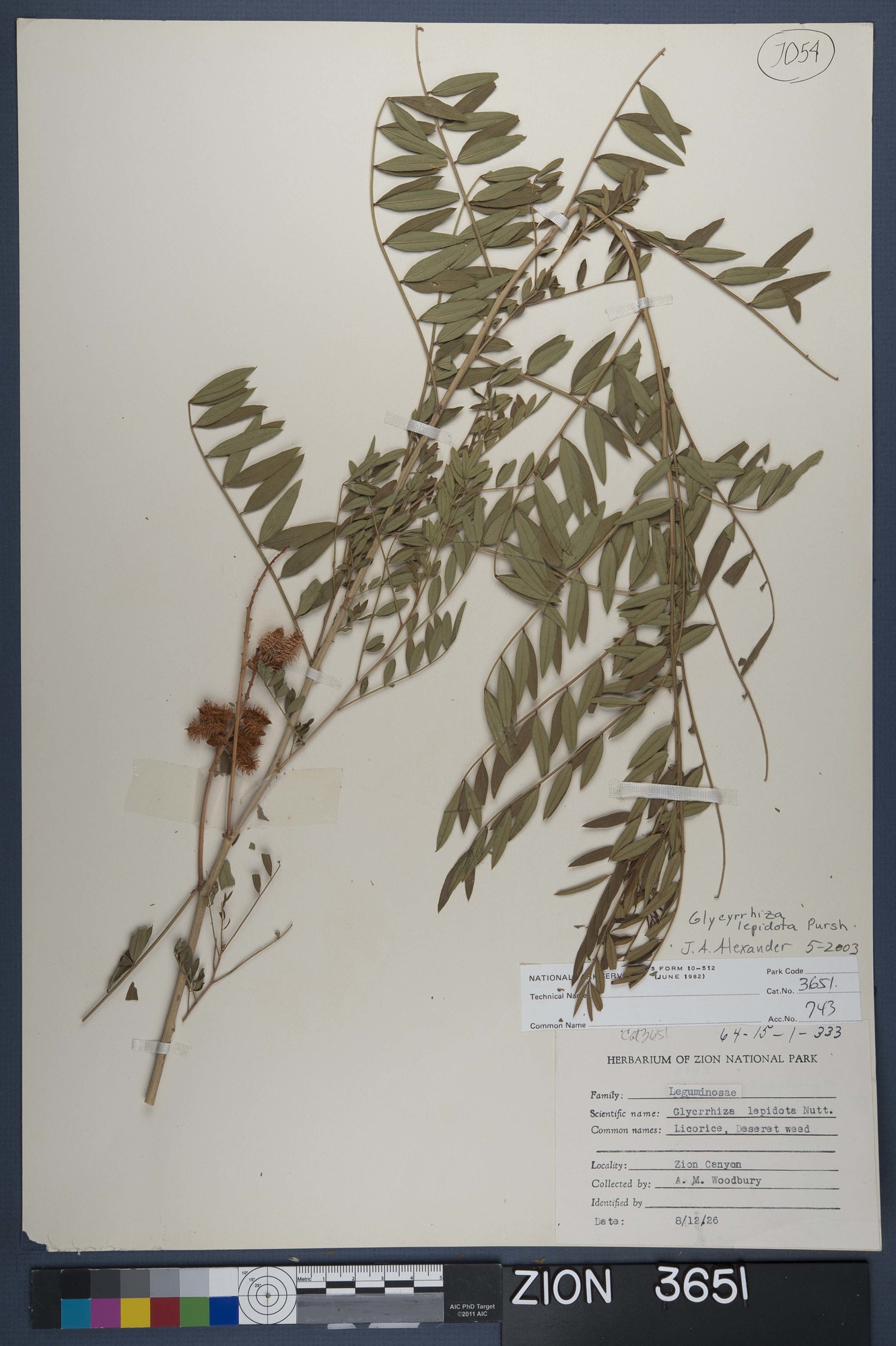 Herbarium Specimen Sheet 3651