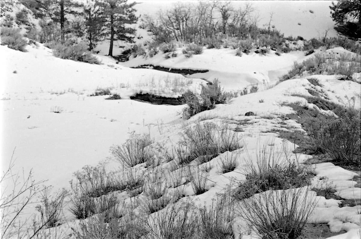 BW photo of the 1937 grazing study 35MM.