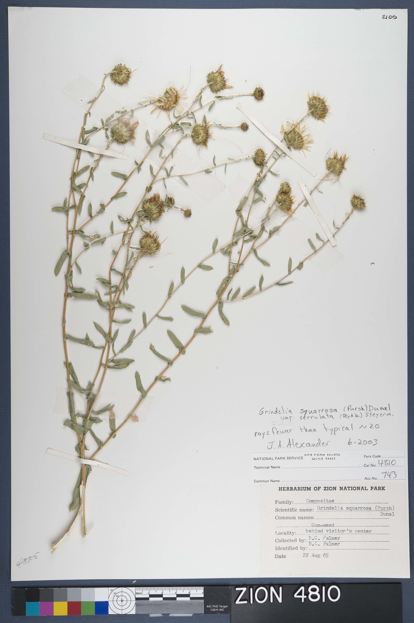 Herbarium Specimen Sheet 4810