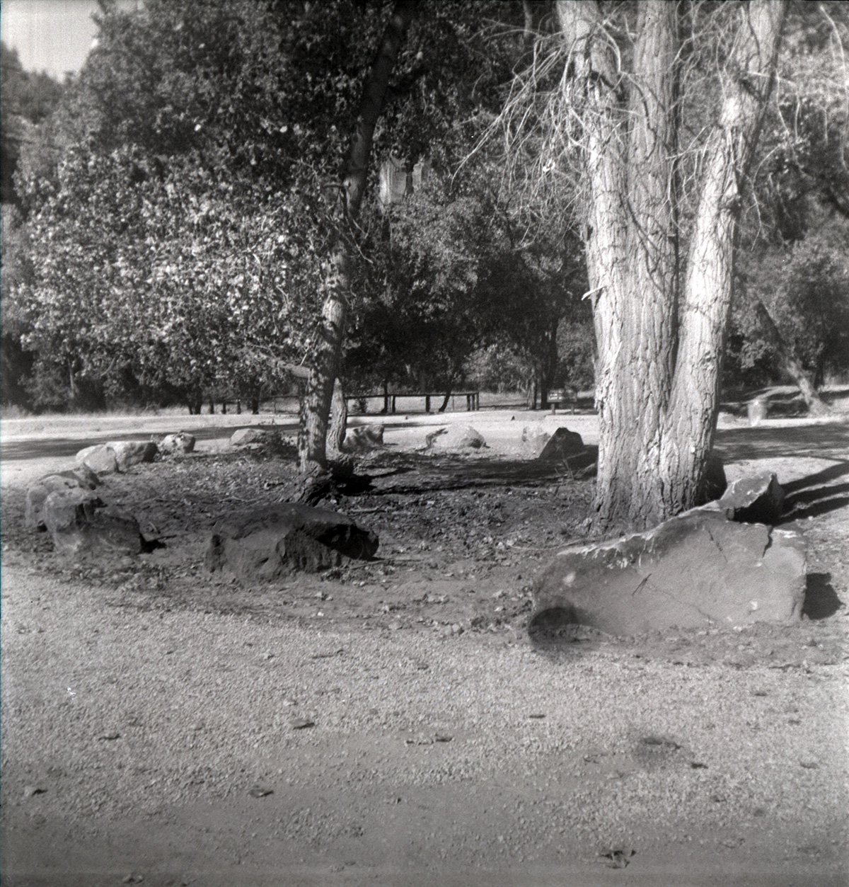 Vegetation in center of roundabout along the scenic canyon drive near the Grotto.