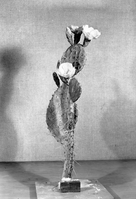 Diorama exhibit. Wax reproduction of prickly pear cactus, Opuntia rhodantha. Created by Civilian Conservation Corps (CCC) workers at the Western Museum Laboratory (WML) on Fulton Street, Berkeley, California.