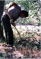 NPS employee picking up litter in campground area.