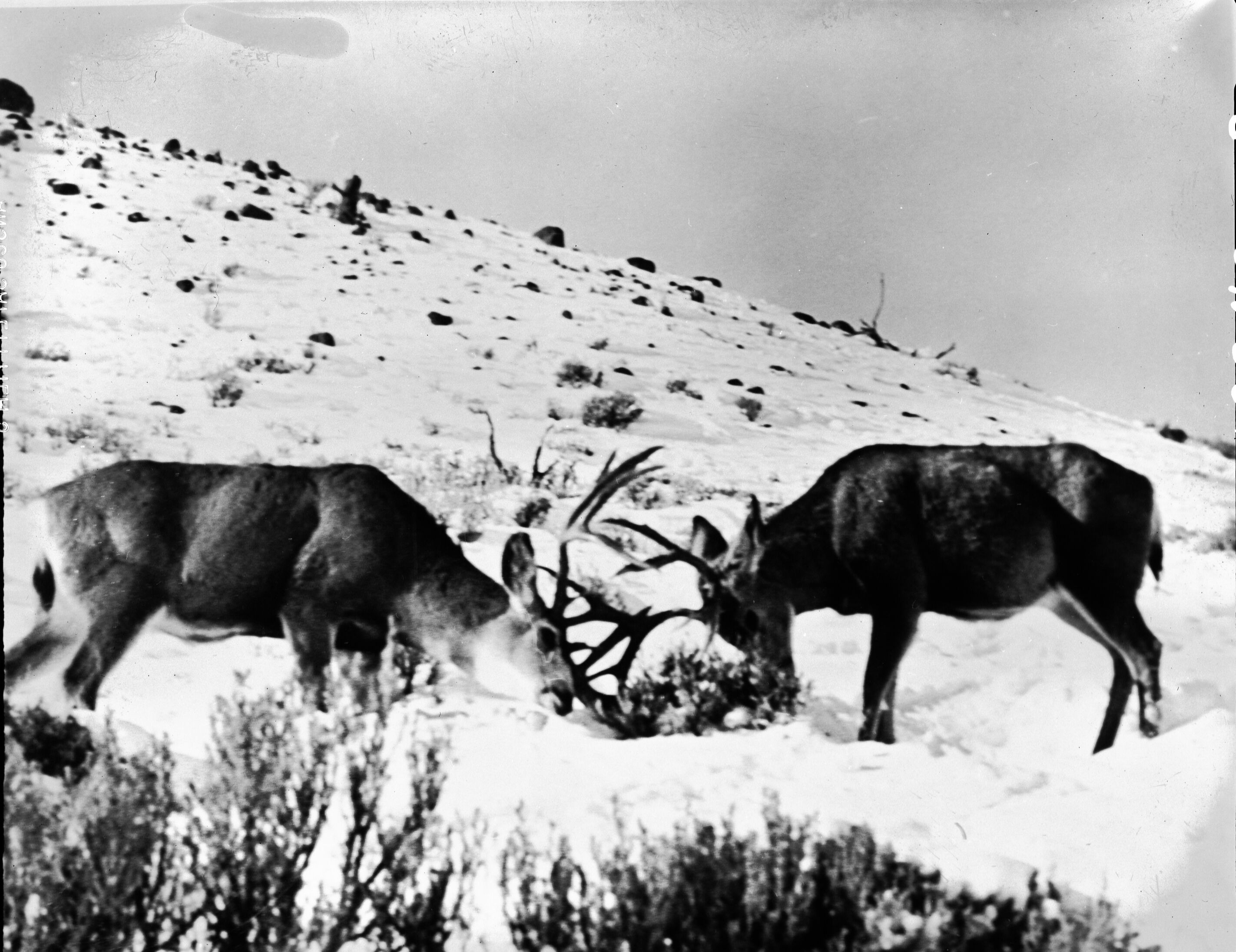 Two bucks (deer) sham fighting at Yellowstone National Park. Image for museum exhibit purposes. [Image nearly identical to ZION 8849]