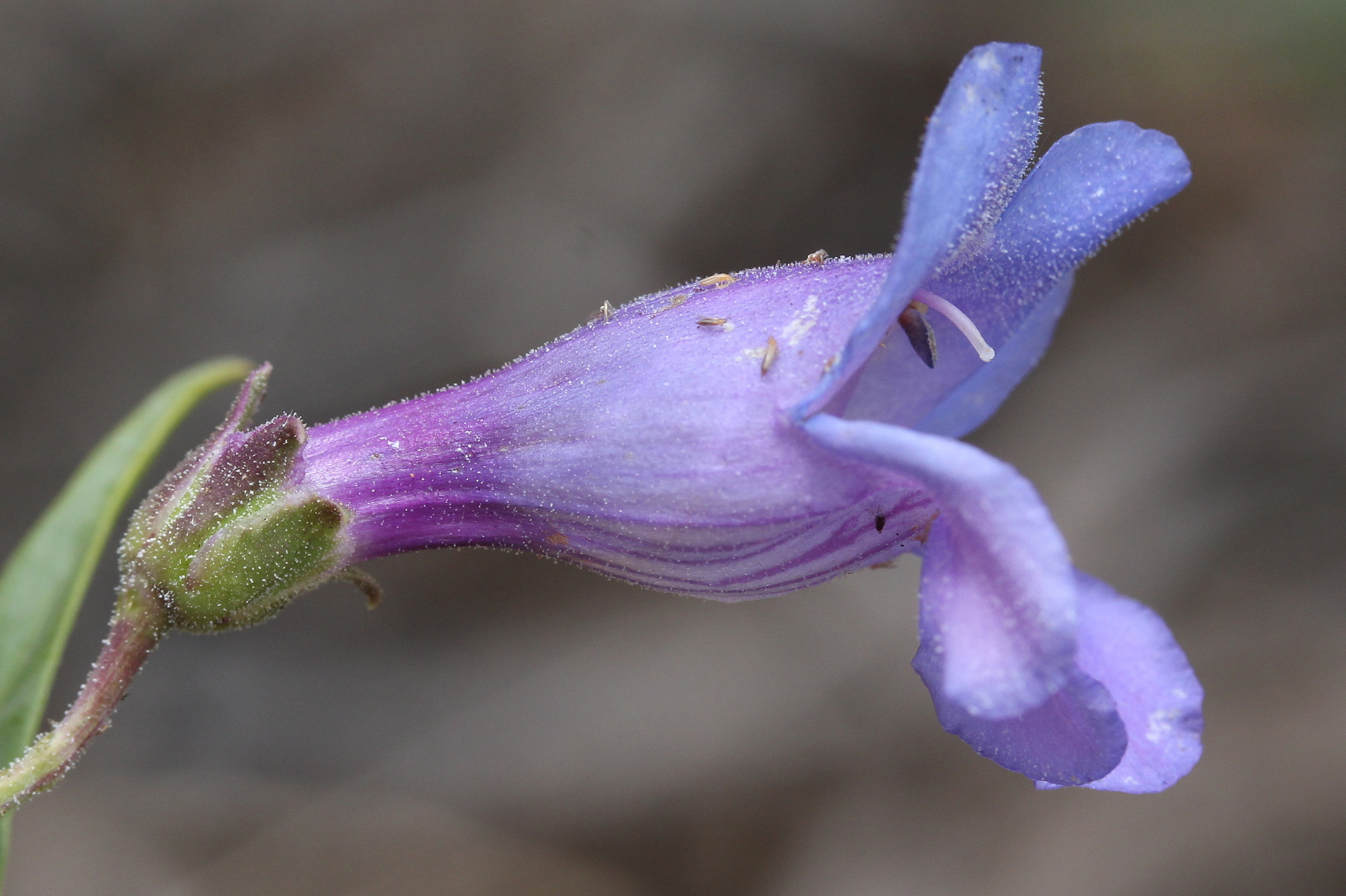 Penstemon leiophyllus, Markagunt penstemon
