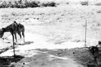 BW photo of the 1937 grazing study 35MM. Photo of horse.