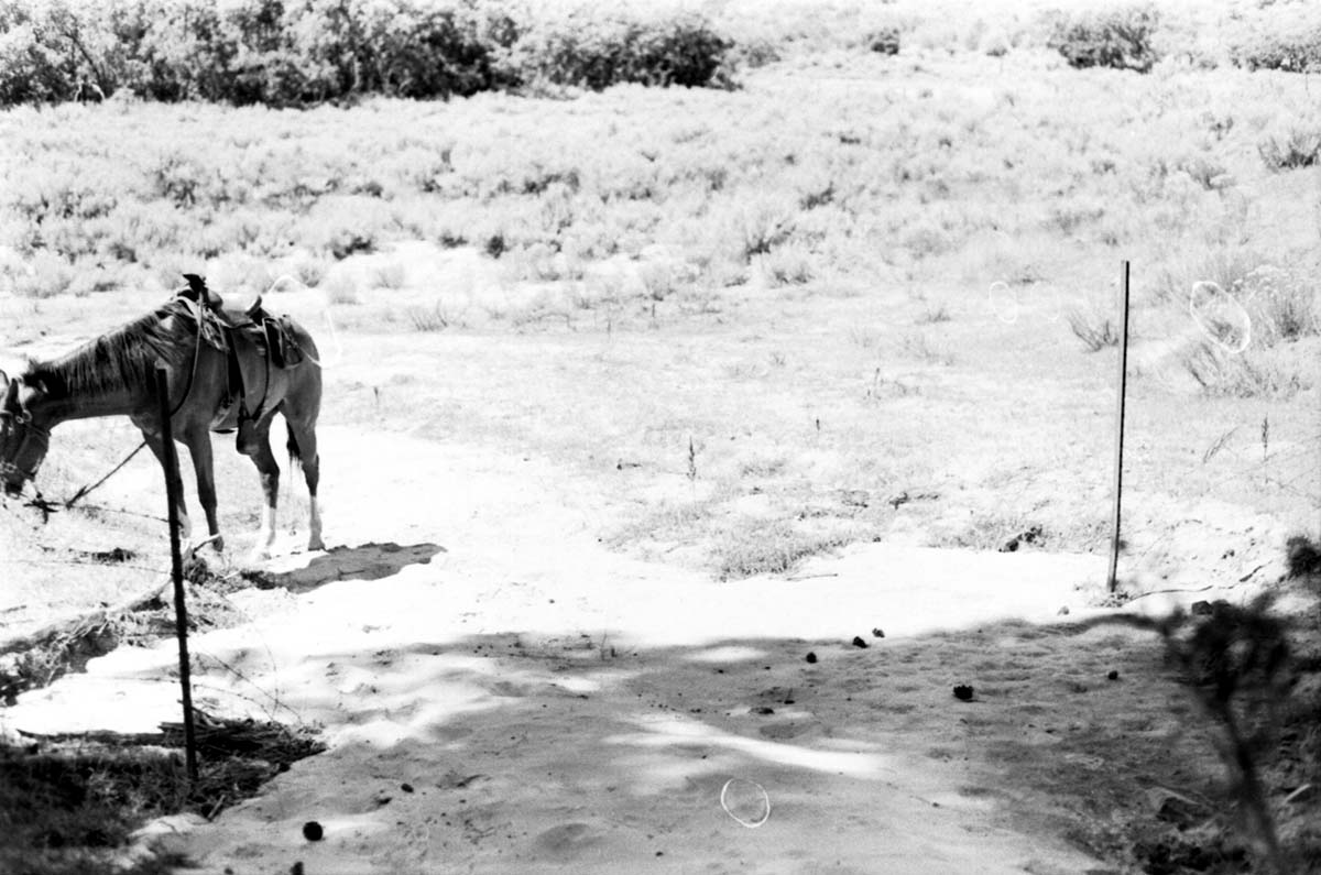 BW photo of the 1937 grazing study 35MM. Photo of horse.